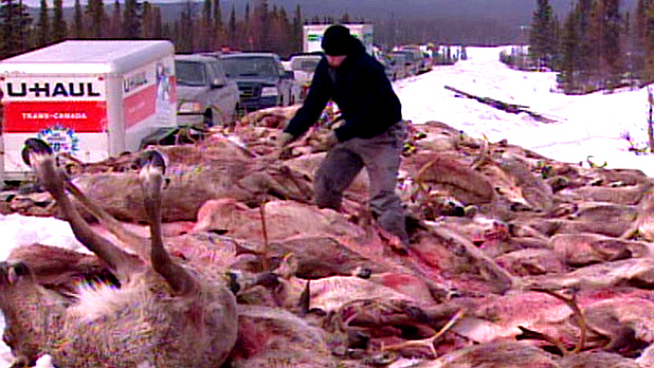Labrador Innu Illegal Caribou Massacre, 2010 (CBC)
